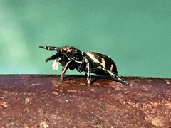 Phiale roburifoliata