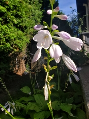 Physostegia angustifolia