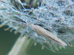Lepidoptera