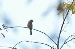 Prunella atrogularis