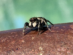 Phiale roburifoliata
