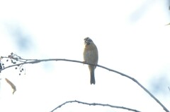 Prunella atrogularis