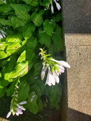 Physostegia angustifolia