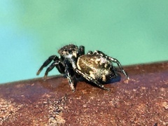 Phiale roburifoliata