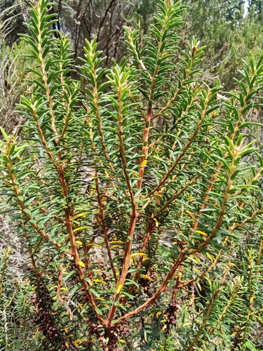 Erica platycodon subsp. platycodon image