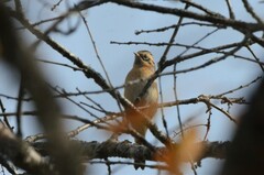 Prunella atrogularis