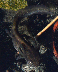 Triturus cristatus