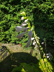 Physostegia angustifolia