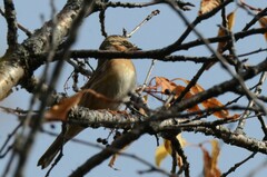 Prunella atrogularis