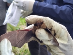 Pipistrellus
