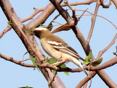 Plocepasser mahali mahali