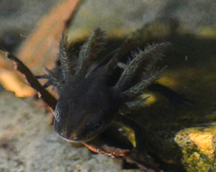 Triturus cristatus