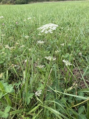 Daucus