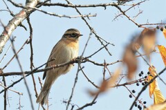 Prunella atrogularis