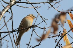 Prunella atrogularis