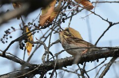 Emberiza rustica