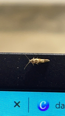 Scythris trivinctella