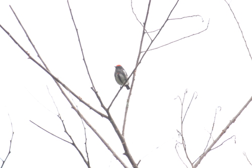 Crimson-crowned Flowerpecker (Dicaeum nehrkorni), photo 6