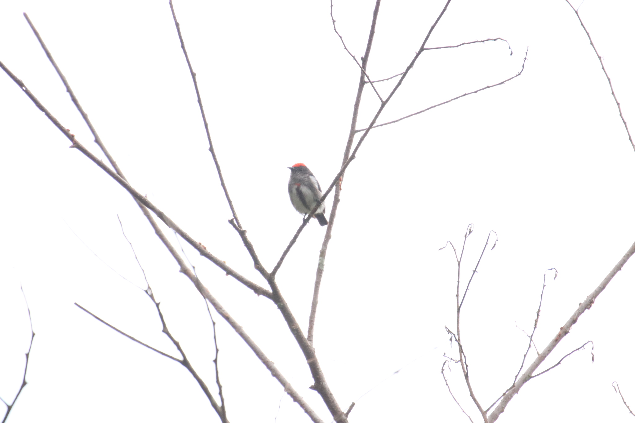 Crimson-crowned Flowerpecker illustration