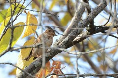Emberiza rustica