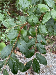 Elaeagnus