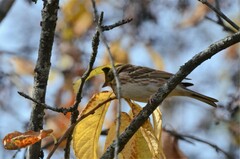 Emberiza rustica