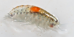 Hyalella