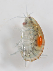 Hyalella