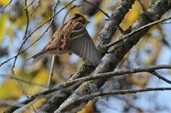 Emberiza rustica