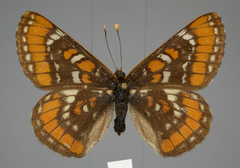 Euphydryas gillettii