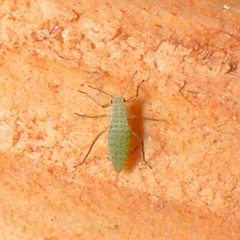 Hemiptera