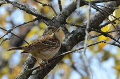 Emberiza rustica