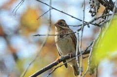Emberiza rustica