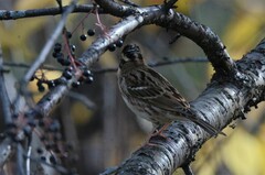Emberiza rustica