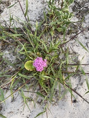Centranthus macrosiphon