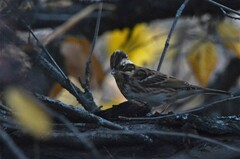 Emberiza rustica