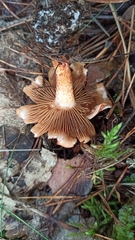 Cortinarius bolaris