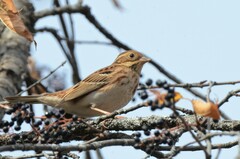 Emberiza rustica