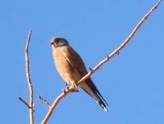 Falco rupicolus