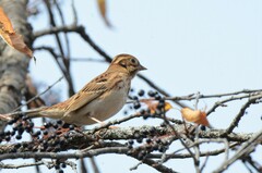 Emberiza rustica