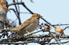 Emberiza rustica