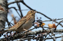 Emberiza rustica