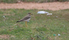 Vanellus malabaricus