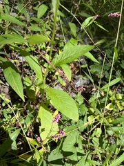 Erechtites hieraciifolius