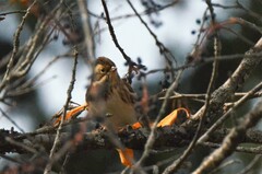 Emberiza rustica