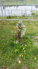 Picea pungens