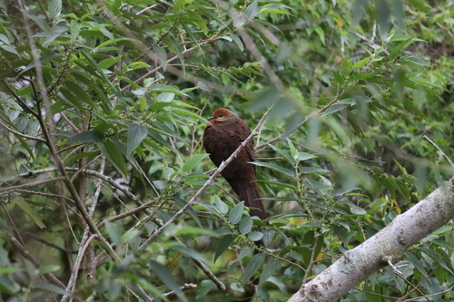Sultan's Cuckoo-Dove (Macropygia doreya), photo 10