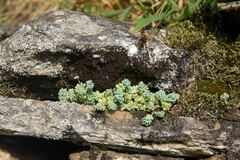 Sedum dasyphyllum