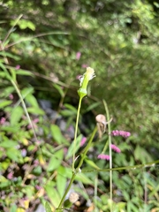 Erechtites hieraciifolius