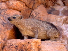 Procavia capensis